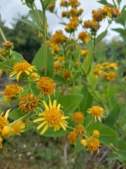 Verbesina sphaerocephala