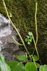 Peperomia lanceolatopeltata