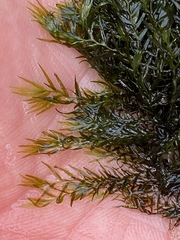 Fissidens fontanus