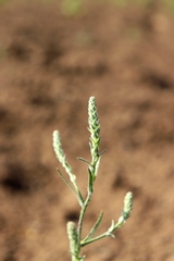 Corispermum hyssopifolium
