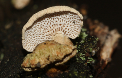 Panellus luxfilamentus
