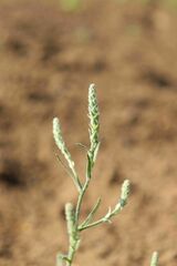 Corispermum hyssopifolium