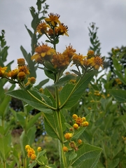 Verbesina sphaerocephala