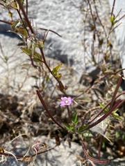 Epilobium parviflorum