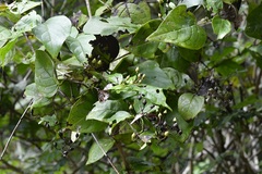 Russelia contrerasii