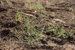 Corispermum hyssopifolium