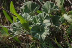 Pelargonium reniforme