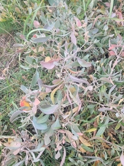 Atriplex verrucifera