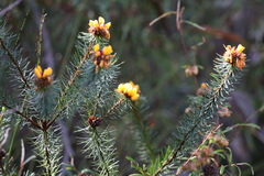 Pultenaea stipularis