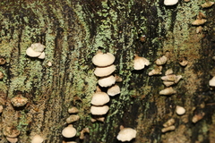 Panellus luxfilamentus