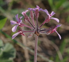 Pelargonium reniforme