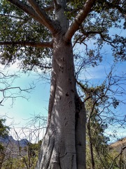 Ficus insipida