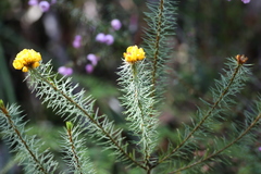 Pultenaea stipularis