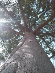 Ficus insipida