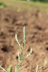 Corispermum hyssopifolium
