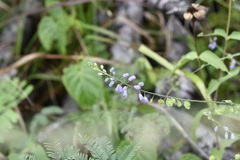 Hebecarpa costaricensis
