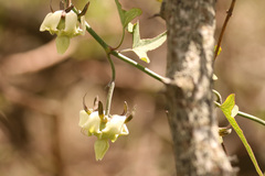 Araujia angustifolia
