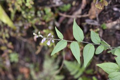 Hebecarpa costaricensis