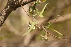 Araujia angustifolia