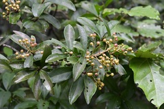 Ardisia paschalis