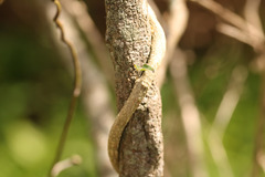 Araujia angustifolia