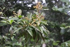 Ardisia paschalis