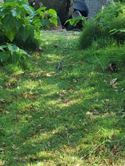 Pholidoscelis exsul