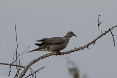 Streptopelia capicola