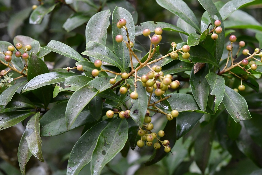 Ardisia paschalis