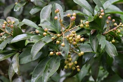 Ardisia paschalis