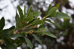 Quercus sebifera