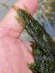 Fissidens fontanus