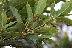 Quercus sebifera