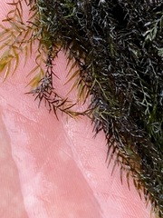 Fissidens fontanus