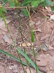Papilionoidea