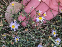 Symphyotrichum divaricatum