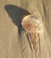 Pelagia noctiluca
