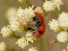Sphaeropthalma unicolor