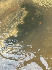 Fissidens fontanus