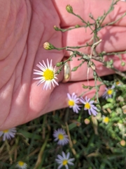 Symphyotrichum divaricatum