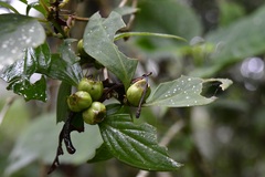 Bouvardia dictyoneura