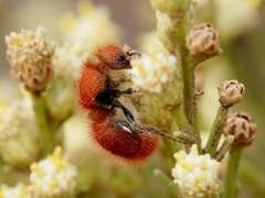 Sphaeropthalma unicolor