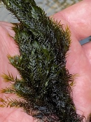 Fissidens fontanus