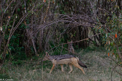 Lupulella mesomelas schmidti