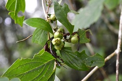 Bouvardia dictyoneura