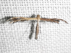 Pterophoridae