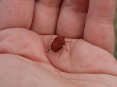 Graphosoma semipunctatum