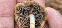 Psathyrella kauffmanii