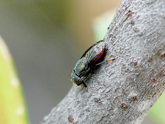 Notogramma
