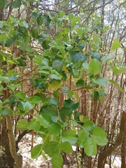 Quillaja saponaria